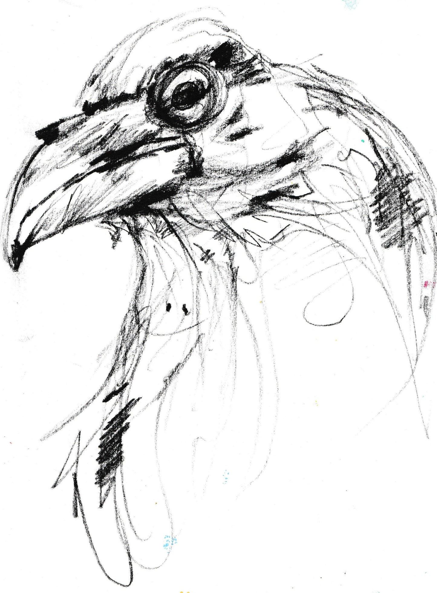 black and white bird, artwork, bird art